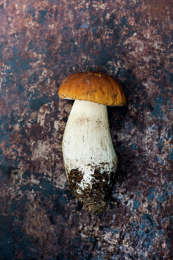 Boletus Edulis- Wild Porcini Mushroom Photograph by Gabriela Lupu