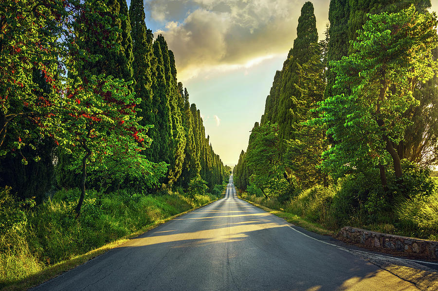 Bolgheri famous cypresses tree straight boulevard on sunset. Mar Photograph by Stefano Orazzini