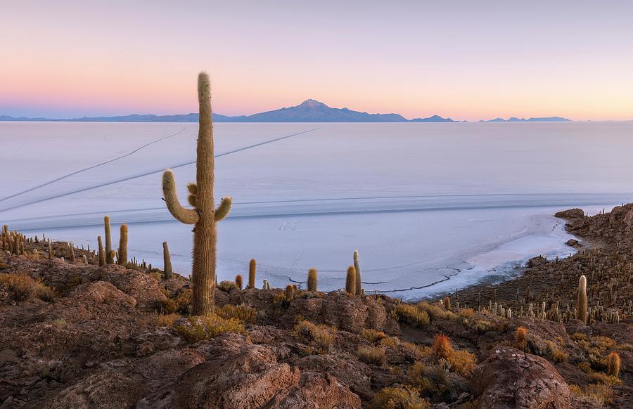 Bolivia, Potosi, Giant Cactus Digital Art by Michael Breitung