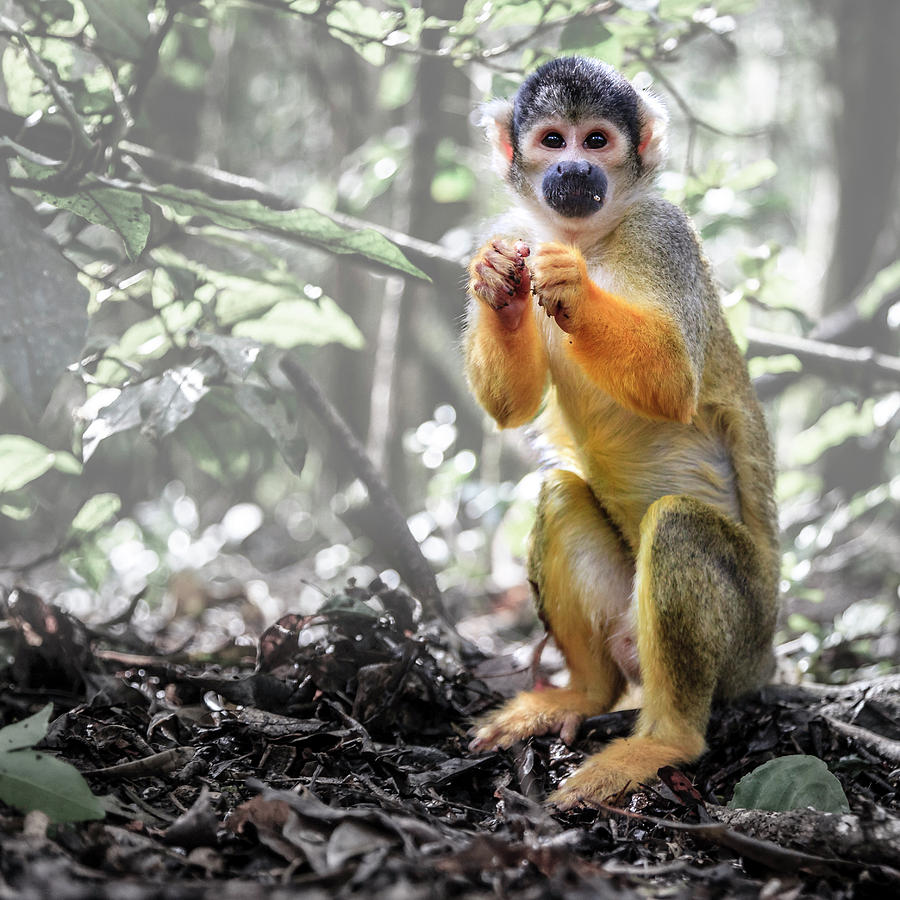 Bolivian Squirrel Monkey Photograph