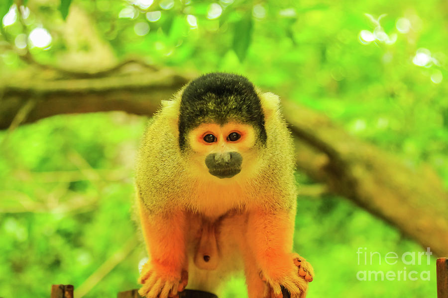 Bolivian Squirrel Monkey Photograph by Benny Marty