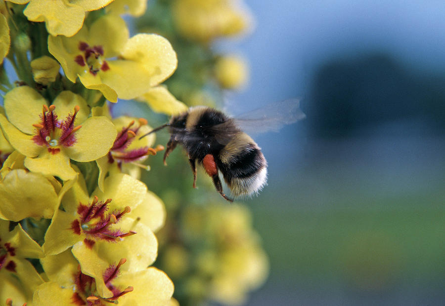 Bombus Hortorum garden Bumblebee On Mullein Photograph by Konrad Wothe