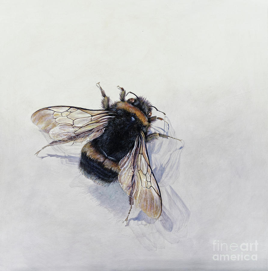 Bombus terrestris 11 Painting by Odile Kidd