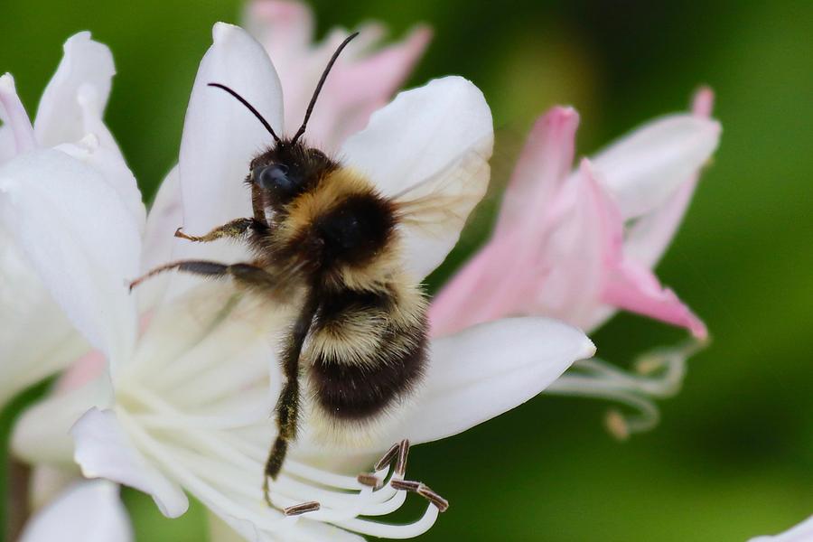 Bombus terrestris-Bumblebee Photograph by Sarah Lilja