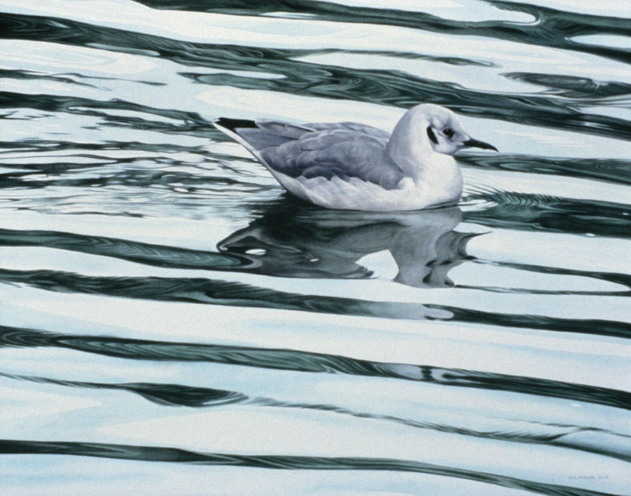 Bonaparteis Gull Painting by Ron Parker