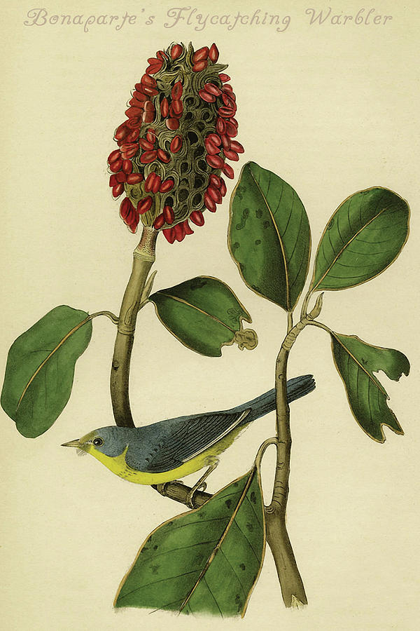 Bonapartes Flycatching Warbler Painting by John James  Audubon