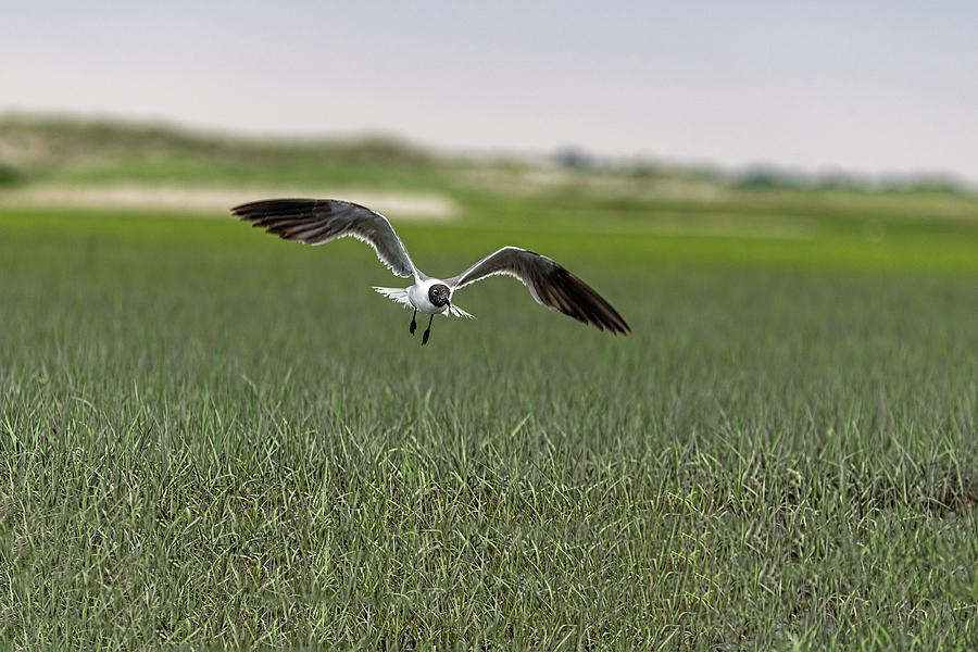 Bonapartes Gull flying looking for food Photograph by Dan Friend