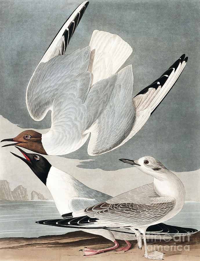 Bonapartian Gull, Larus Bonapartii by Audubon Painting by John James Audubon