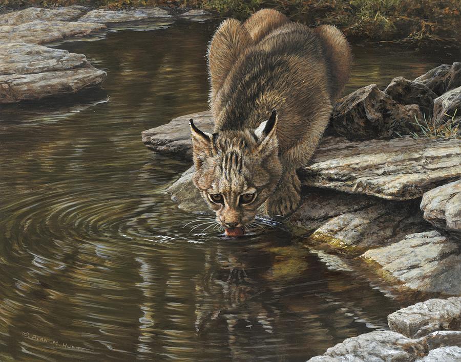 Bobcat Drinking from Stream by Alan M Hunt Bobcat Drinking from Stream by Alan M Hunt