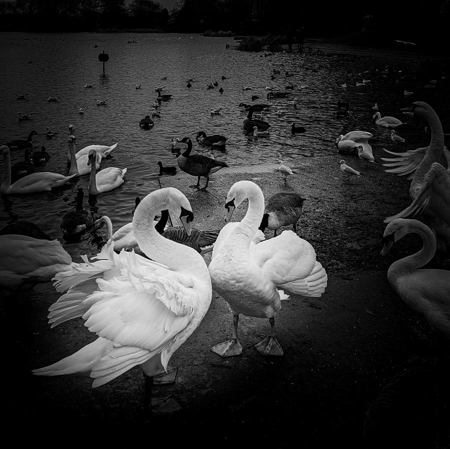 Swan Photograph - Bond by Avinash