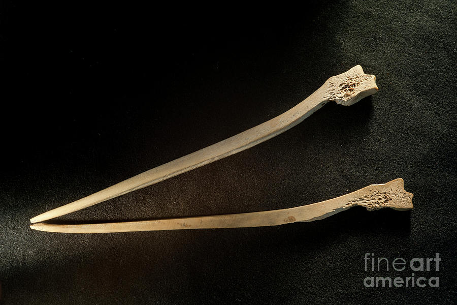 Bone Tools Excavated From La Draga Neolithic Site Photograph by Marco Ansaloni/science Photo Library