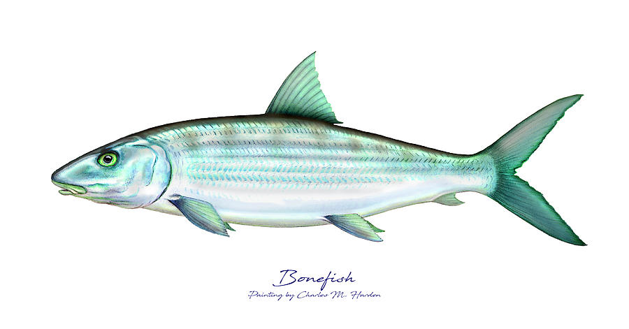 Bonefish Painting by Charles Harden