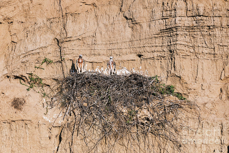 Animal Photograph - Bonellis Eagle Chicks by Dr P. Marazzi/science Photo Library