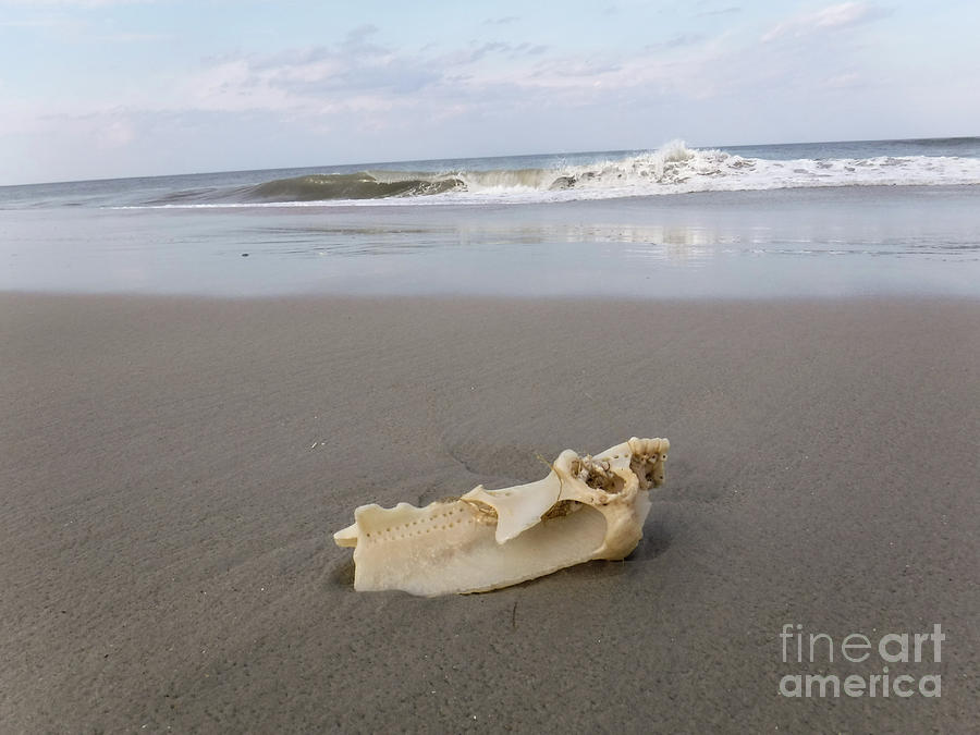 Bones and Waves on the Beach Photograph by Emma Hislop - Fine Art America