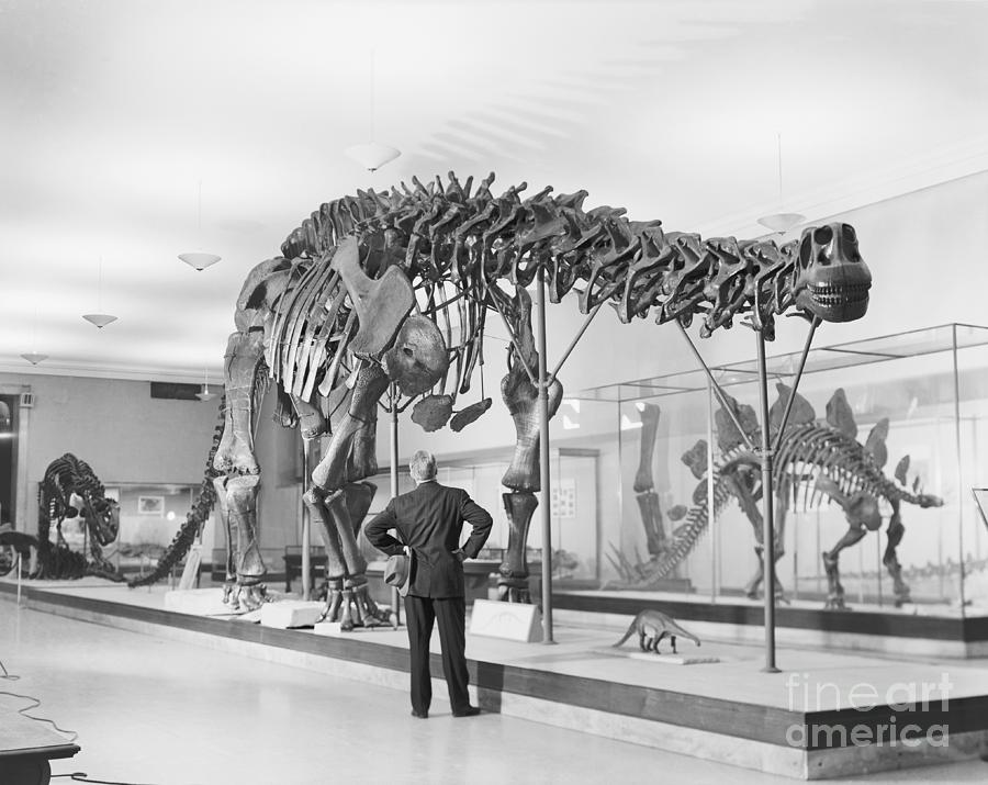 Bones Of A Brontosaurus Photograph by Bettmann