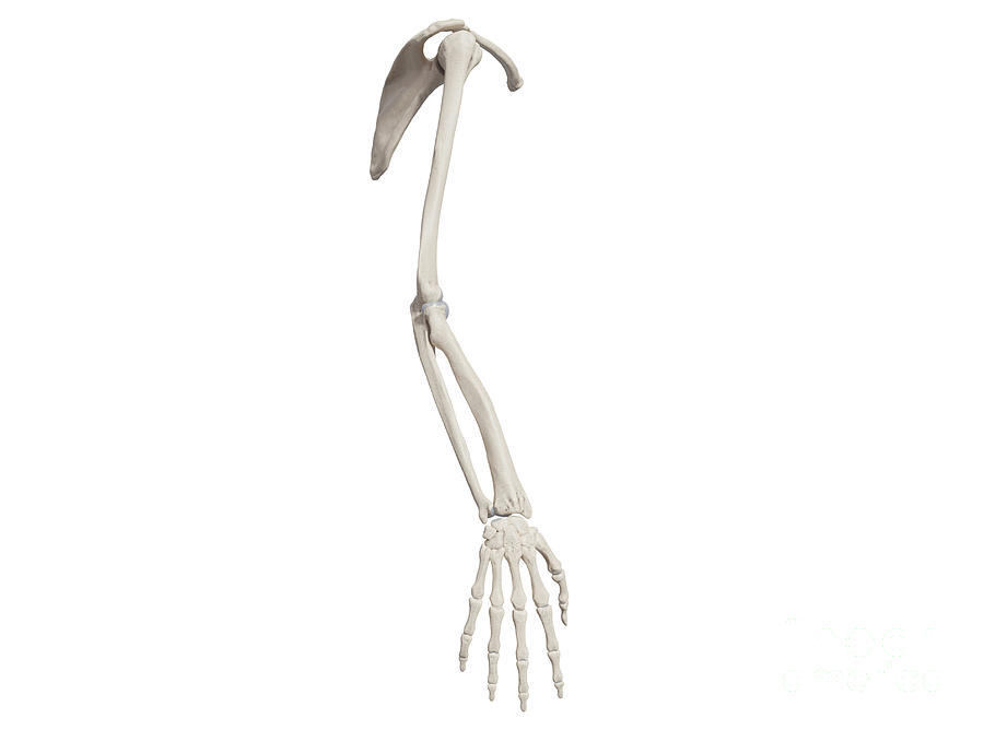 Bones of the arm