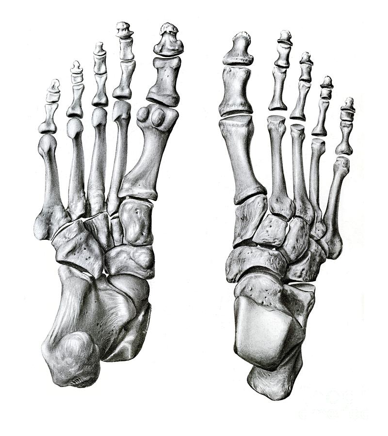 Bones Of The Foot Photograph by Microscape/science Photo Library | Pixels