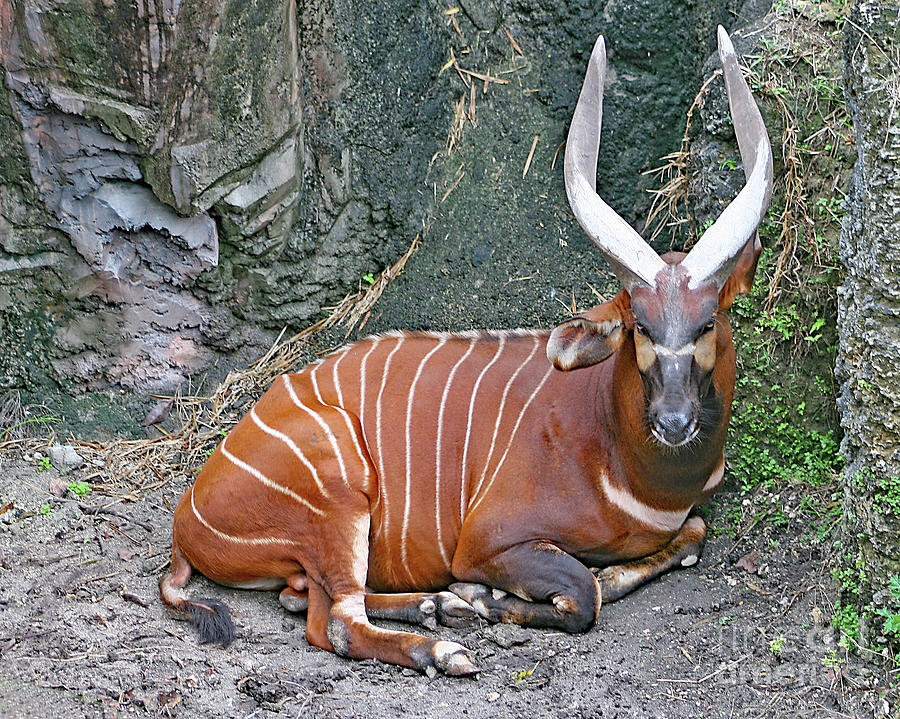 Bongo by PJ Boylan Bongo by PJ Boylan