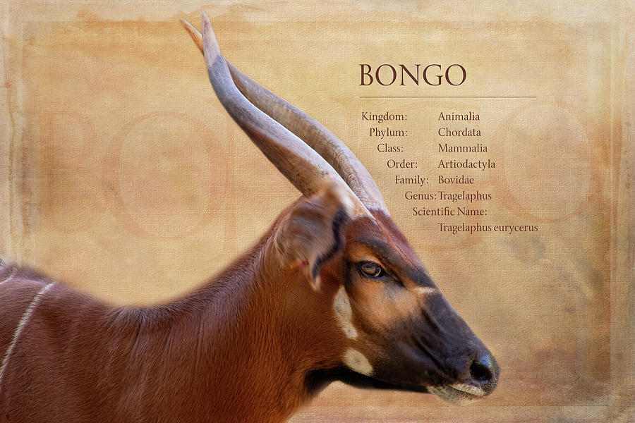 Bongo Digital Art by Terry Davis