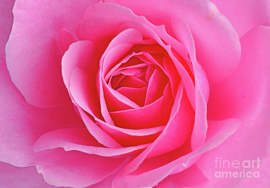 Bonica Pink Rose Beauty Photograph