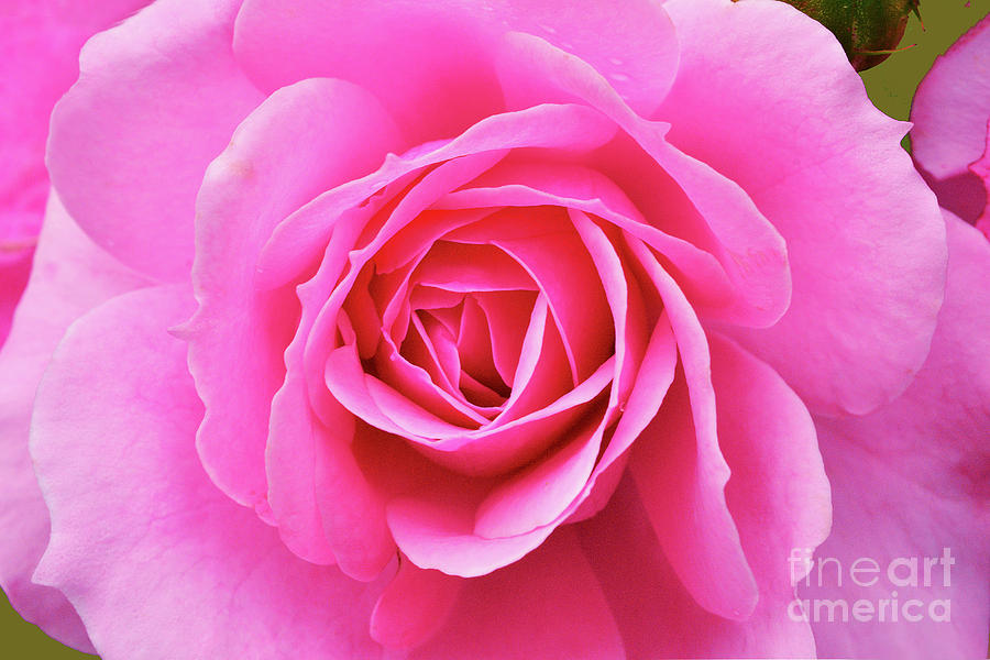 Bonica Rose In Pink Photograph
