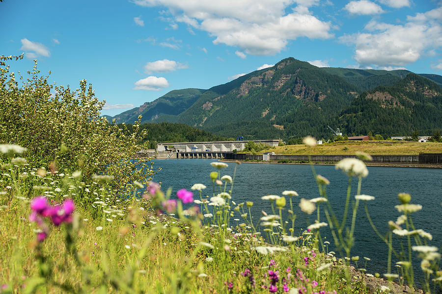 Bonneville Dam and Wildflowers Photograph by Tom Cochran