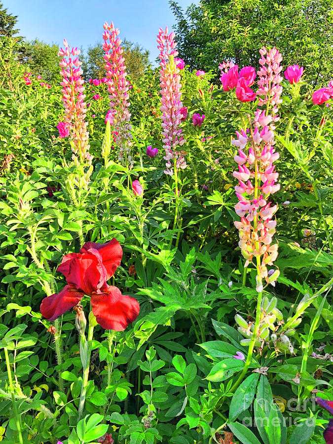 Bonnie's Bells in Madawaska by Diana Raquel Sainz by Diana Raquel Sainz Bonnie's Bells in Madawaska by Diana Raquel Sainz by Diana Raquel Sainz