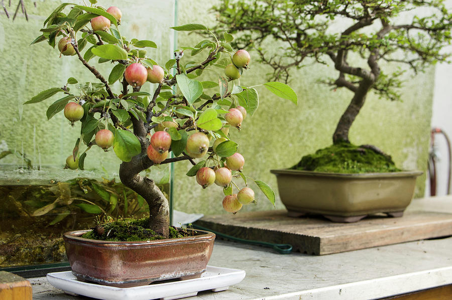Bonsai Apple Tree Photograph by Dr. Karen Meyer-rebentisch