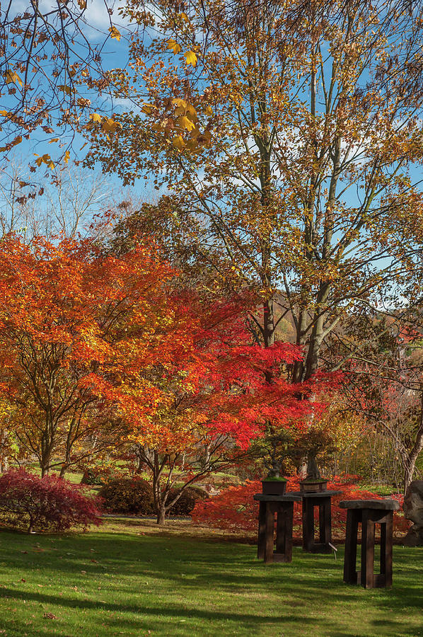 Bonsai Collection in Autumn Japanese Garden 1 Photograph by Jenny Rainbow