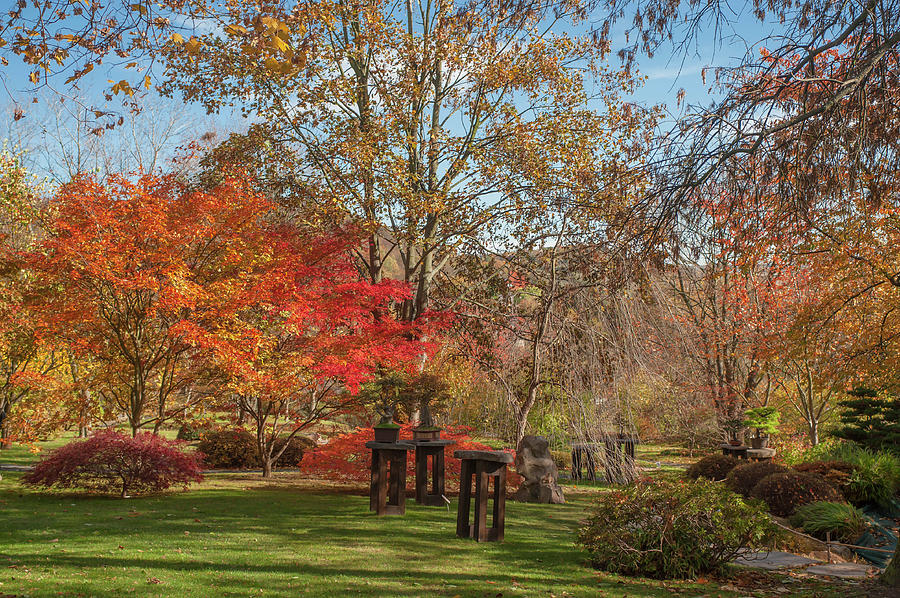 Bonsai Collection in Autumn Japanese Garden Photograph by Jenny Rainbow