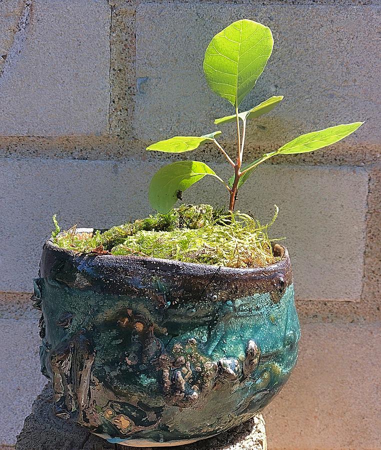 Bonsai on a Coral Reef by Mario MJ Perron Bonsai on a Coral Reef by Mario MJ Perron