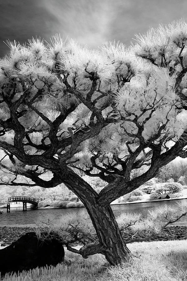 Bonsai Pine Photograph by Michael Schlueter Fine Art America