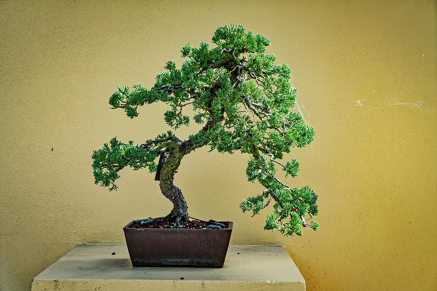 Bonsai Tree Digital Art by Laura Zeid - Fine Art America