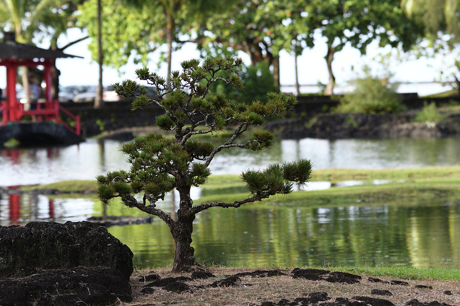 Bonsai Tree Photograph by Troy White