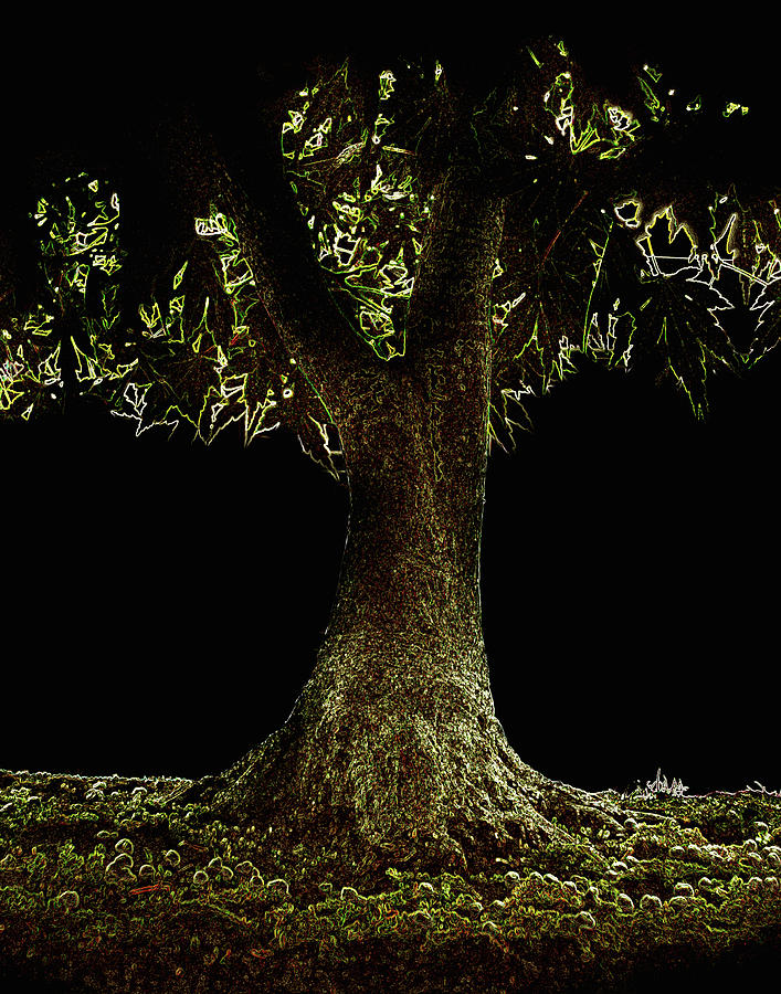 Bonsai Tree With Moss At Night Photograph by Michael Duva