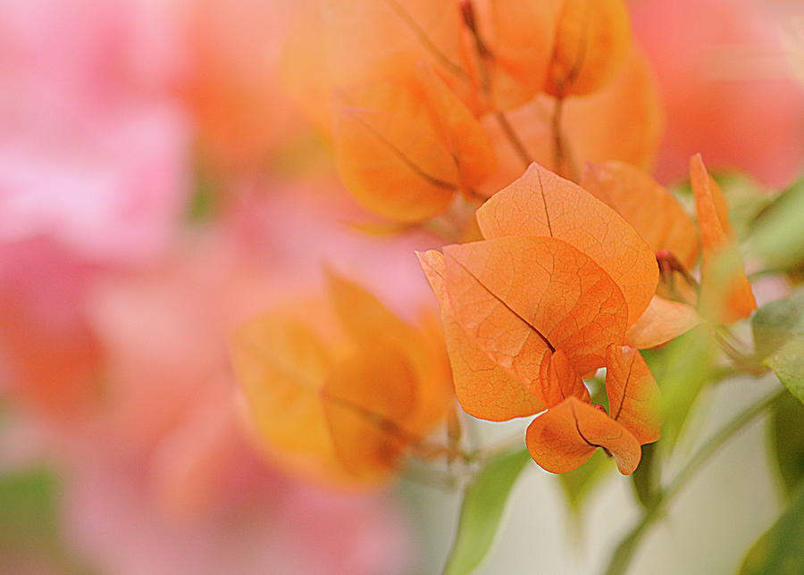 Delicate Orange and Pink Flowers at New York Botanical Garden Photograph by Cordia Murphy