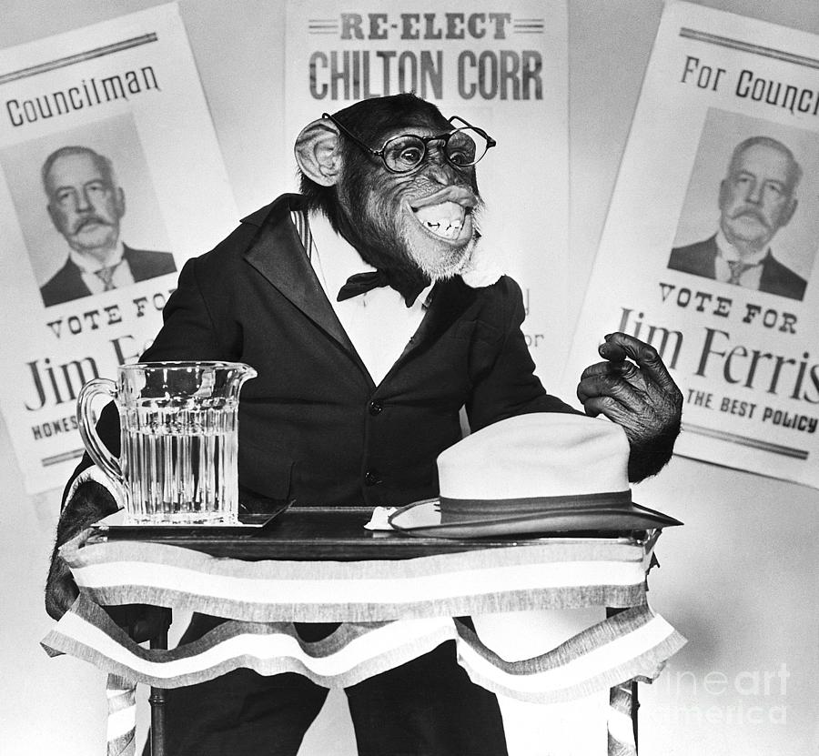 Bonzo The Chimp Campaigning Photograph by Bettmann