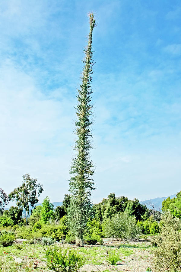 Boojum Tree in Rancho Santa Ana Botanic Garden in Claremont-California  Photograph by Ruth Hager