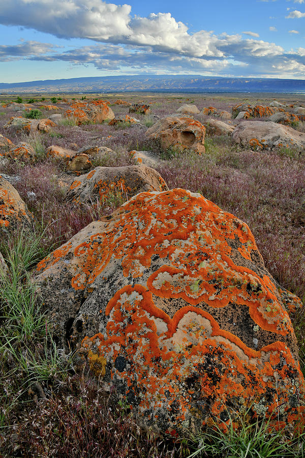 Book Cliffs Boulder and Lichens Photograph by Ray Mathis