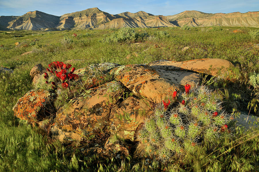 Book Cliffs Boulders and Cacti Blooms Photograph by Ray Mathis