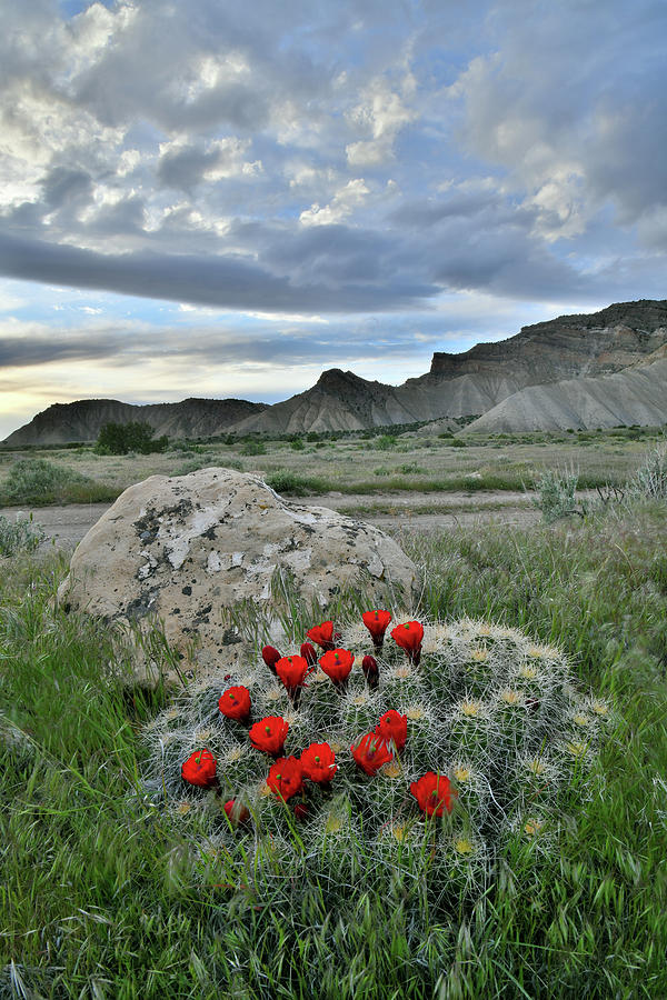 Book Cliffs Clarion Cactus Photograph by Ray Mathis