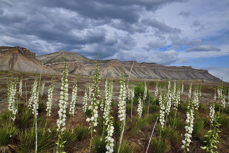 Book Cliffs Yucca Fields Abloom  Photograph by Ray Mathis