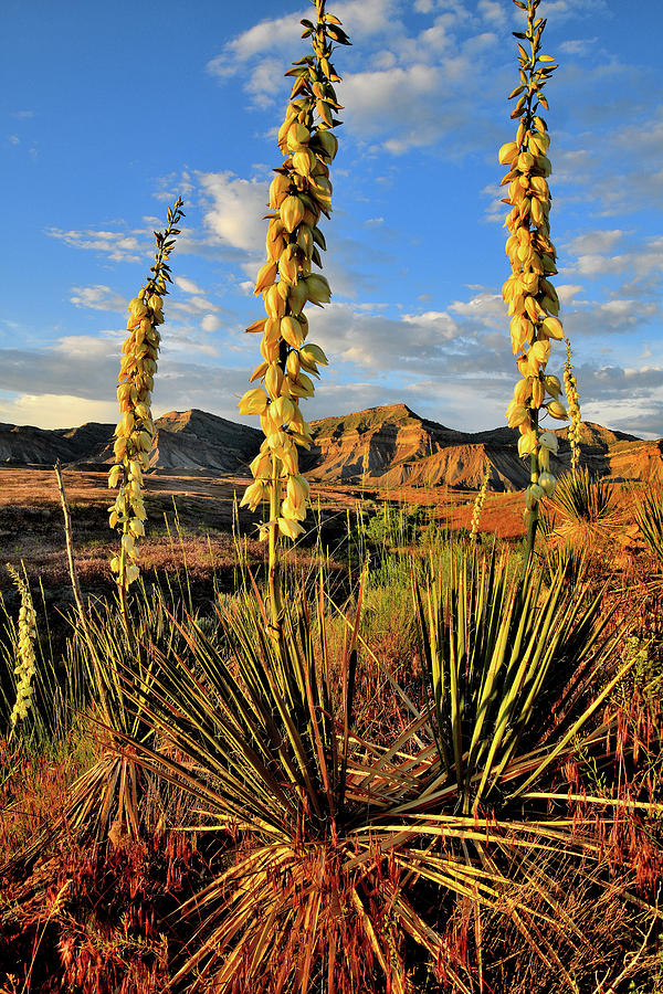 Mountain Photograph - Book Cliffs Yucca in Full Bloom by Ray Mathis