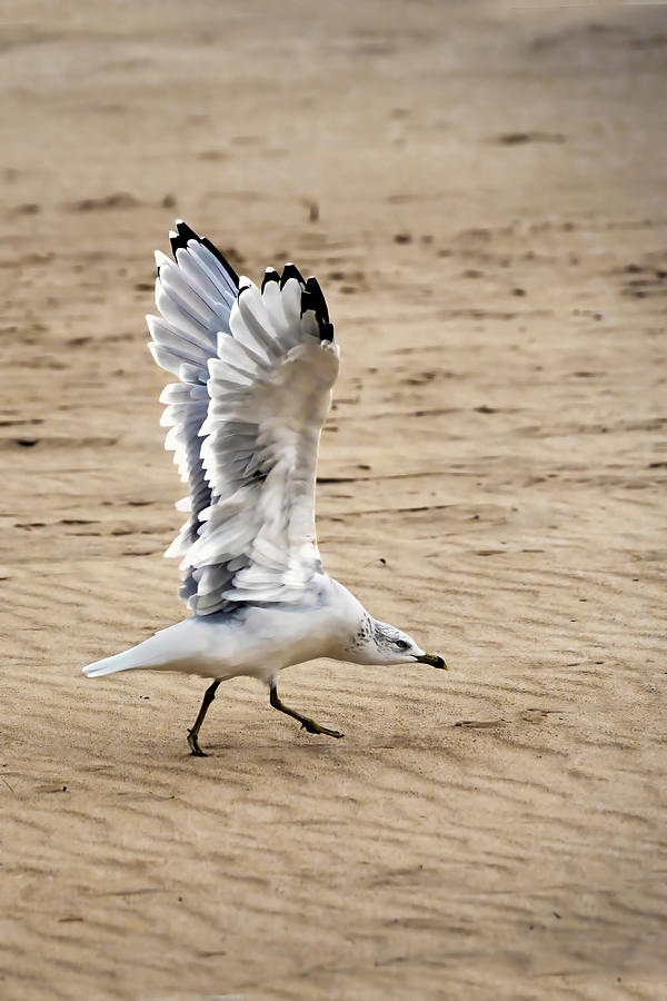Bookin It - Seagull Photograph by Nikolyn McDonald