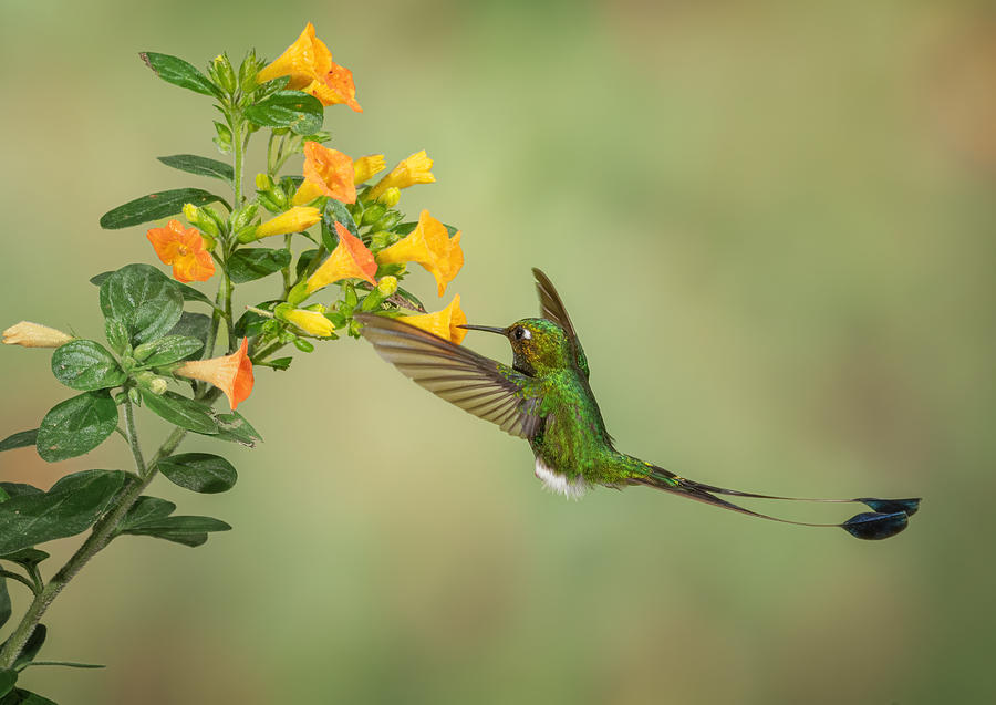 Nature Photograph - Booted Racket Tail Hummingbird by Sheila Xu