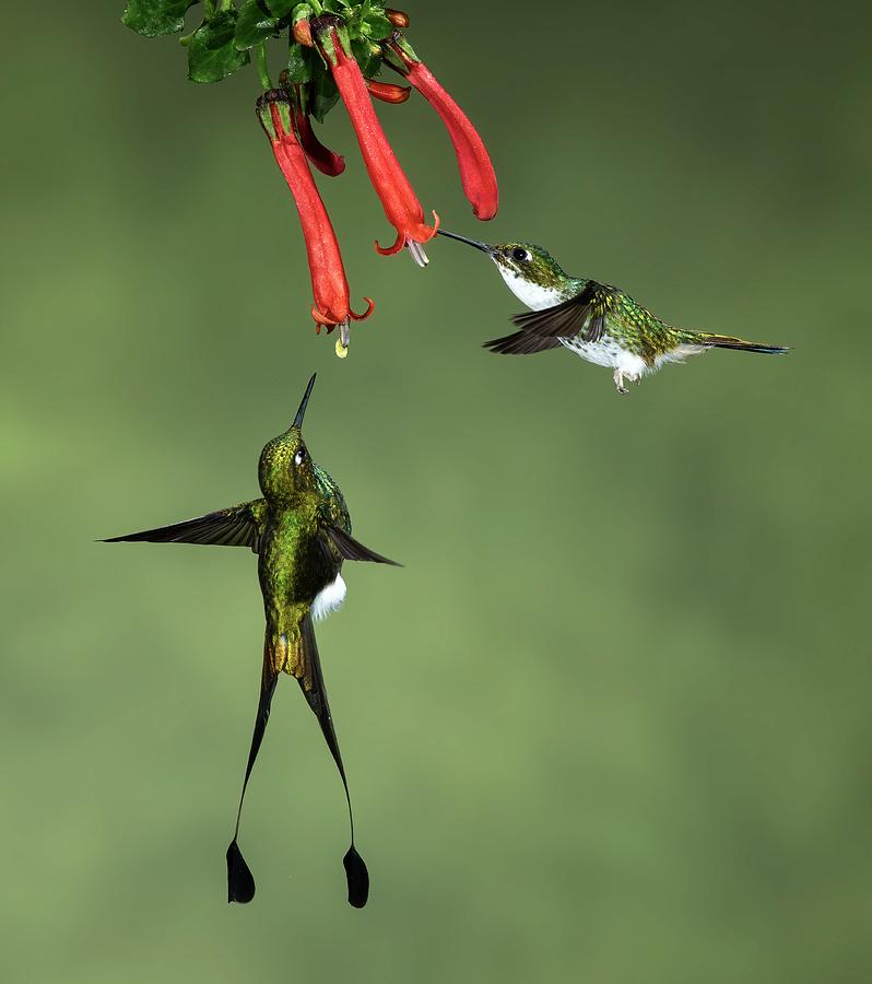 Nature Photograph - Booted Racket-tail Hummingbirds by Amy Marques