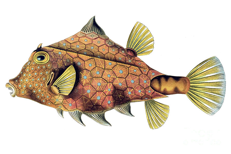 Bootfish, Ostraciontes, Ostraciidae, Bony Fish, Name Ostracion ...
