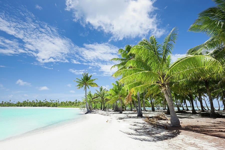 Bora-bora Dream Beach Coconut Palm Photograph by Mlenny