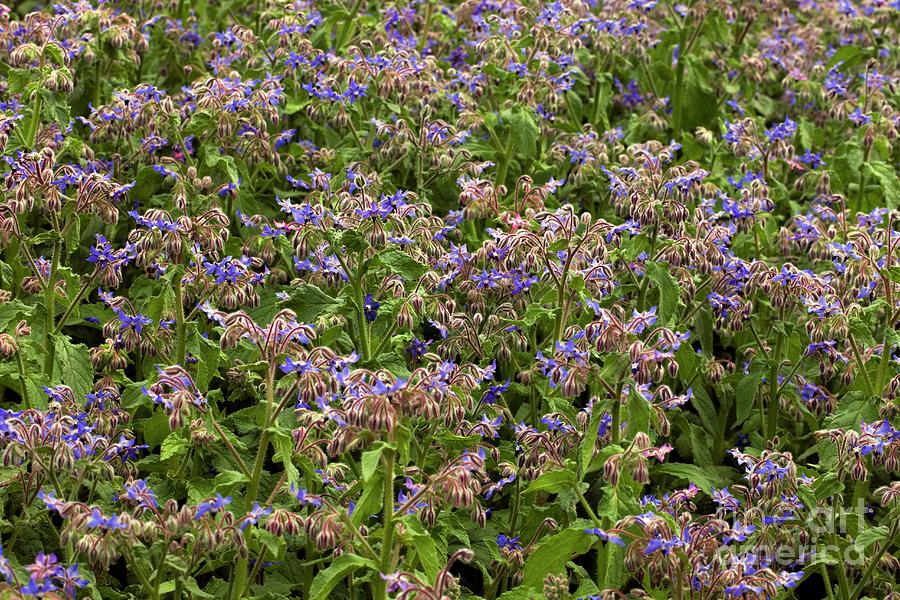 Borage (borago Officinale) Photograph by Science Photo Library Borage (borago Officinale) Photograph by Science Photo Library