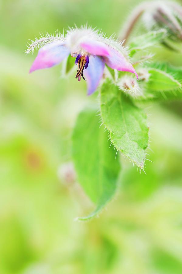 Borage Flower borage Offincinalis With Leaves Photograph by Hallstrm, Lars